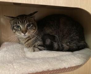 Frost, an adoptable Tiger in Lead, SD, 57754 | Photo Image 3