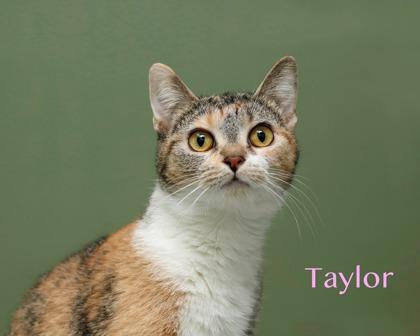 Enlarge Taylor, a Adoptable mixed breed in Parma, OH image 1/2