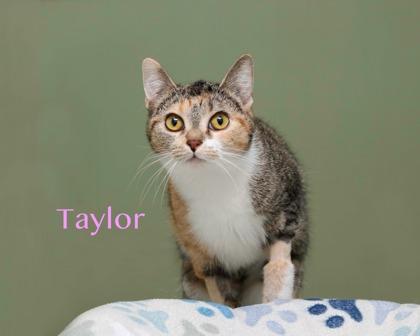 Enlarge Taylor, a Adoptable mixed breed in Parma, OH image 2/2