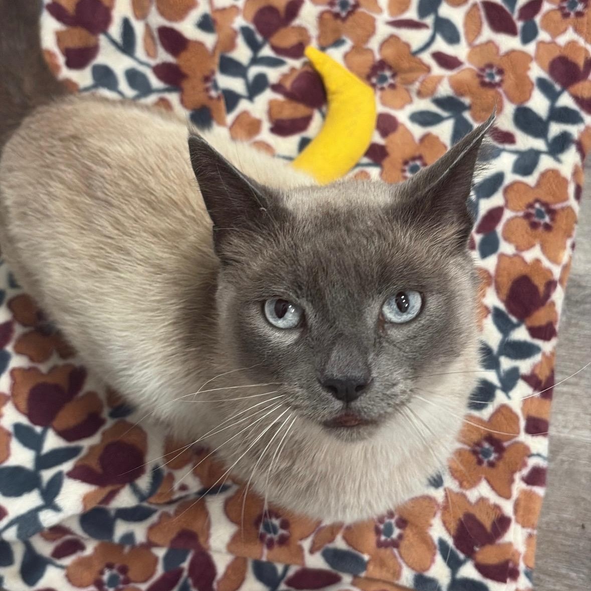 Enlarge Drake - Special needs, but your new bestie, a ADOPTABLE Tonkinese in Portland, OR image 4/5