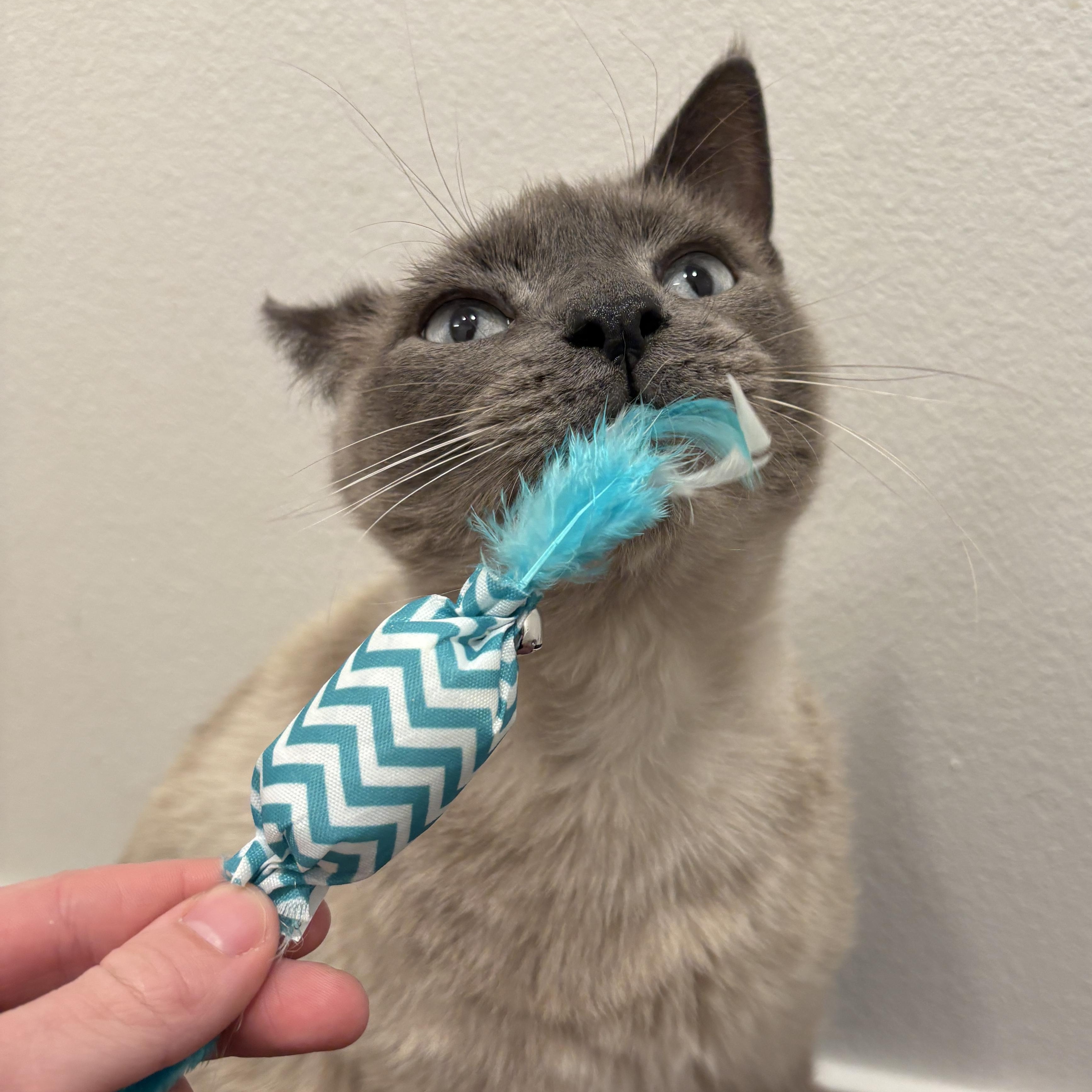 Enlarge Drake - Special needs, but your new bestie, a ADOPTABLE Tonkinese in Portland, OR image 2/5