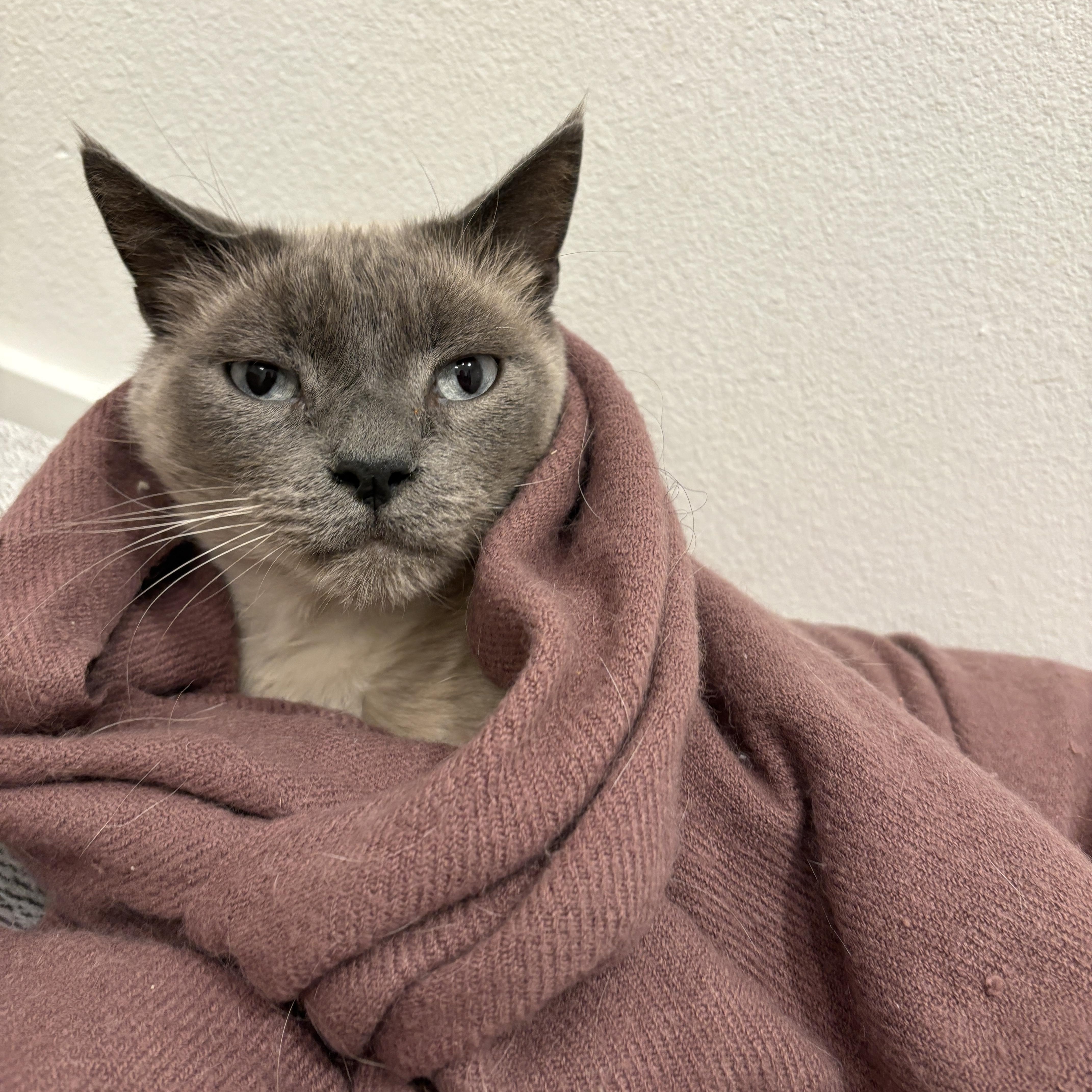 Enlarge Drake - Special needs, but your new bestie, a ADOPTABLE Tonkinese in Portland, OR image 5/5