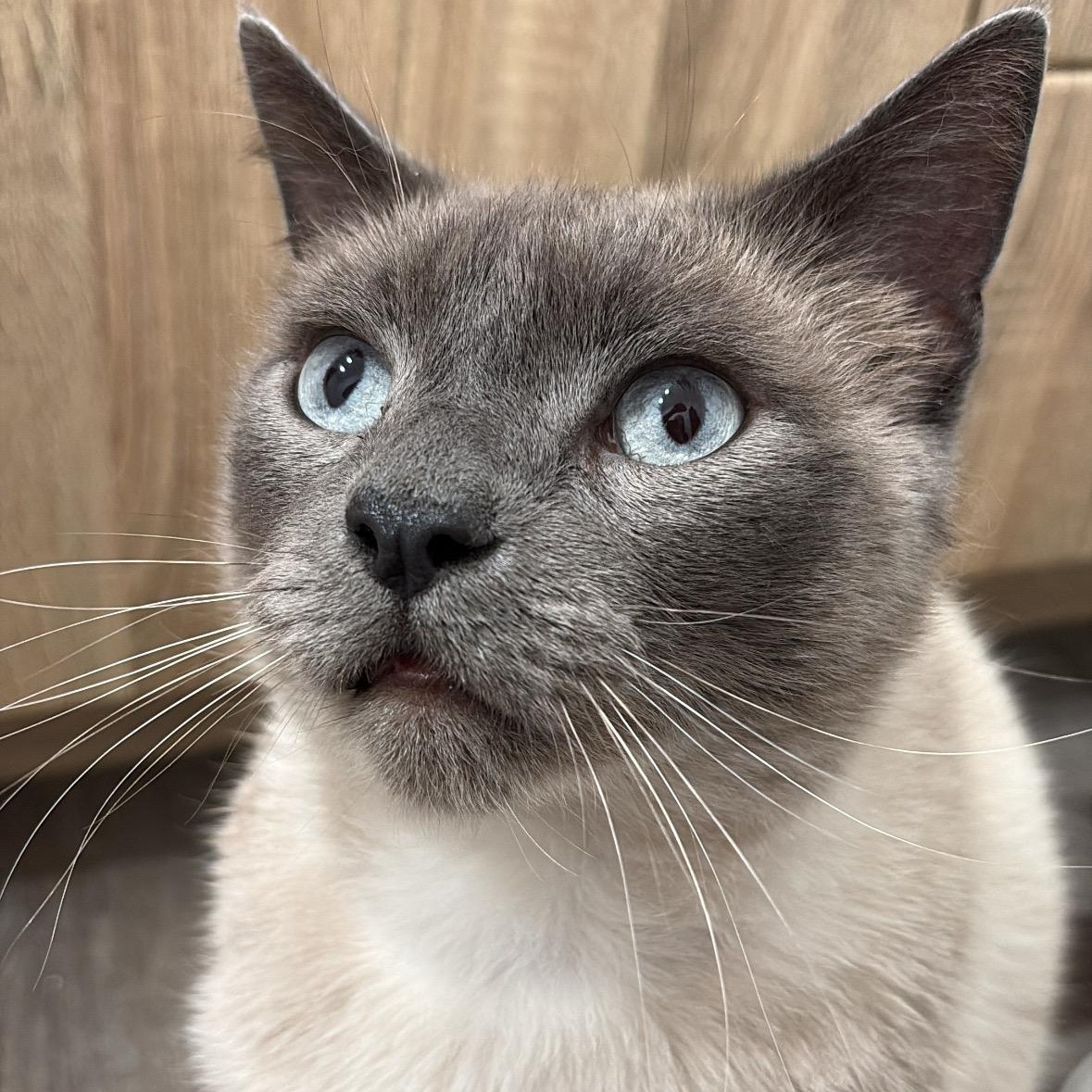 Drake - Special needs, but your new bestie, ADOPTABLE, Adult Male Tonkinese.