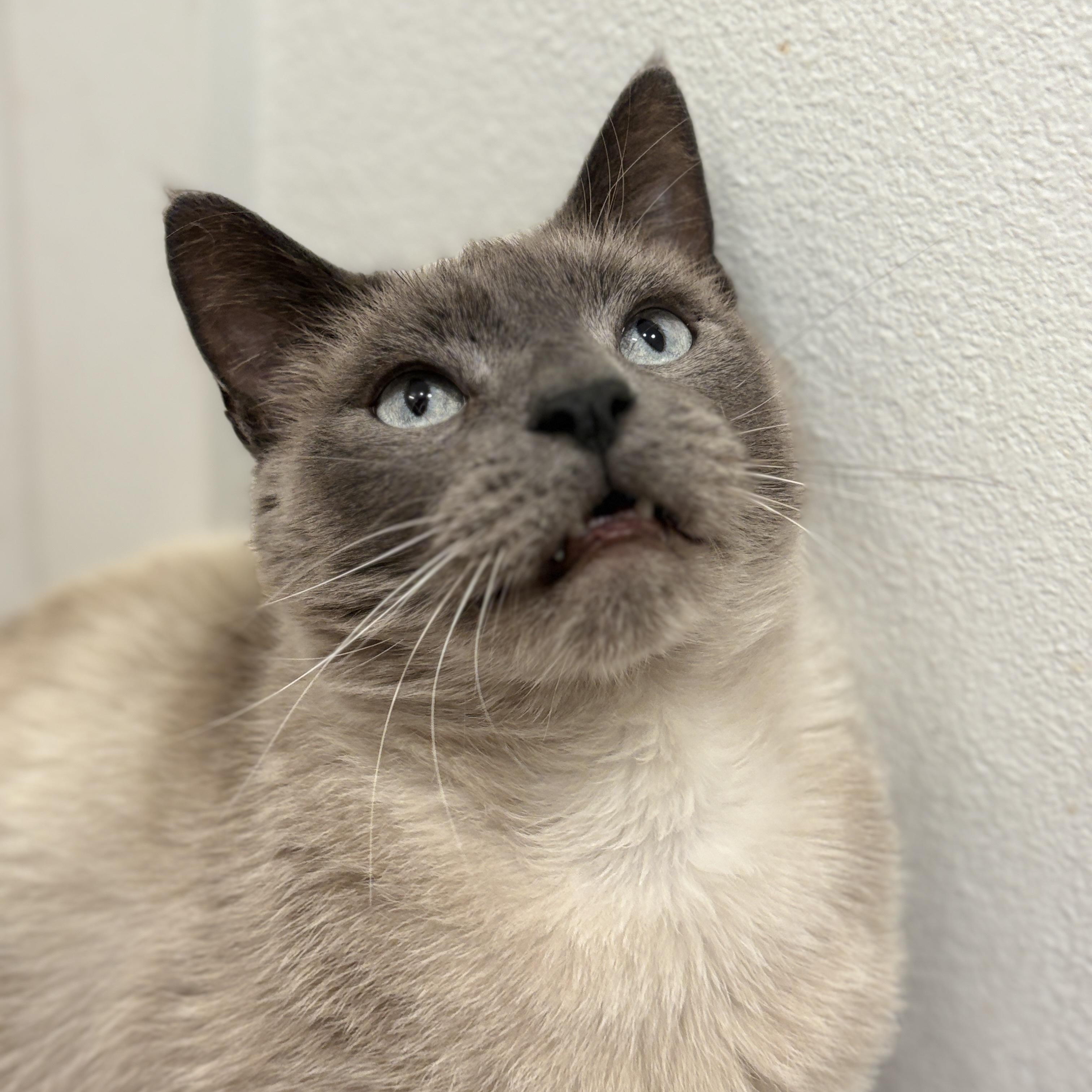 Enlarge Drake - Special needs, but your new bestie, a ADOPTABLE Tonkinese in Portland, OR image 3/5