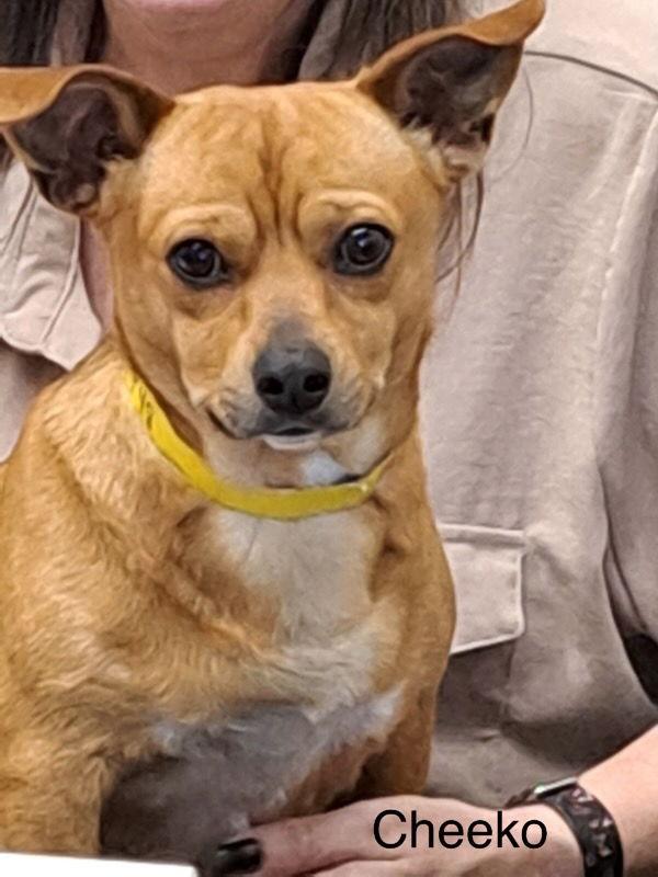 Enlarge Cheeko, a Adoptable mixed breed in East Derry, NH image 1/3