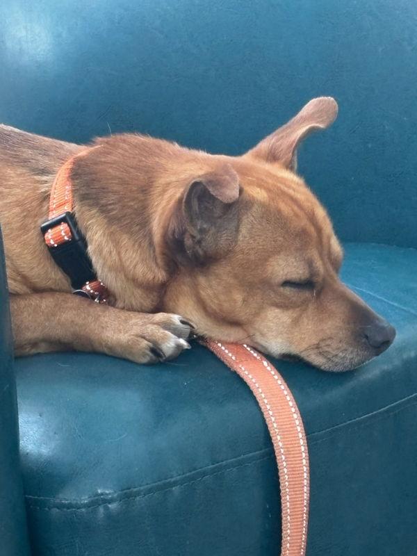 Enlarge Cheeko, a Adoptable mixed breed in East Derry, NH image 2/3