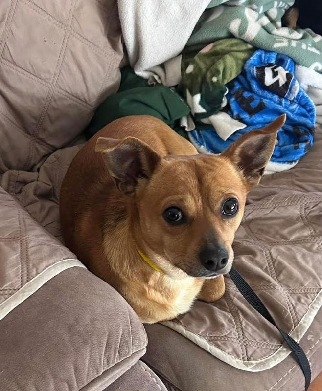 Enlarge Cheeko, a Adoptable mixed breed in East Derry, NH image 3/3