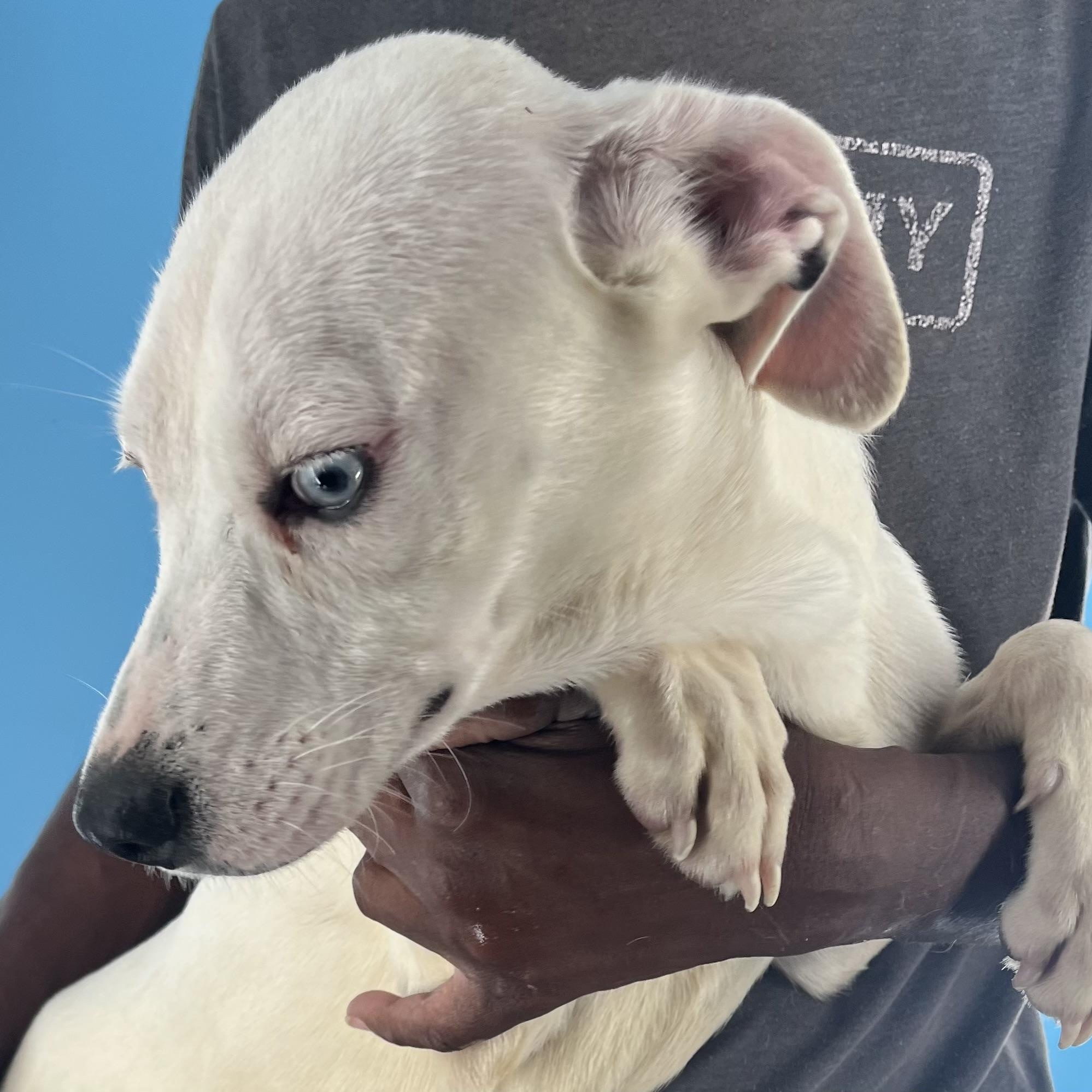 Enlarge Flutter - Local Dec 19-21, a Adoptable mixed breed in Happy Valley , OR image 3/5