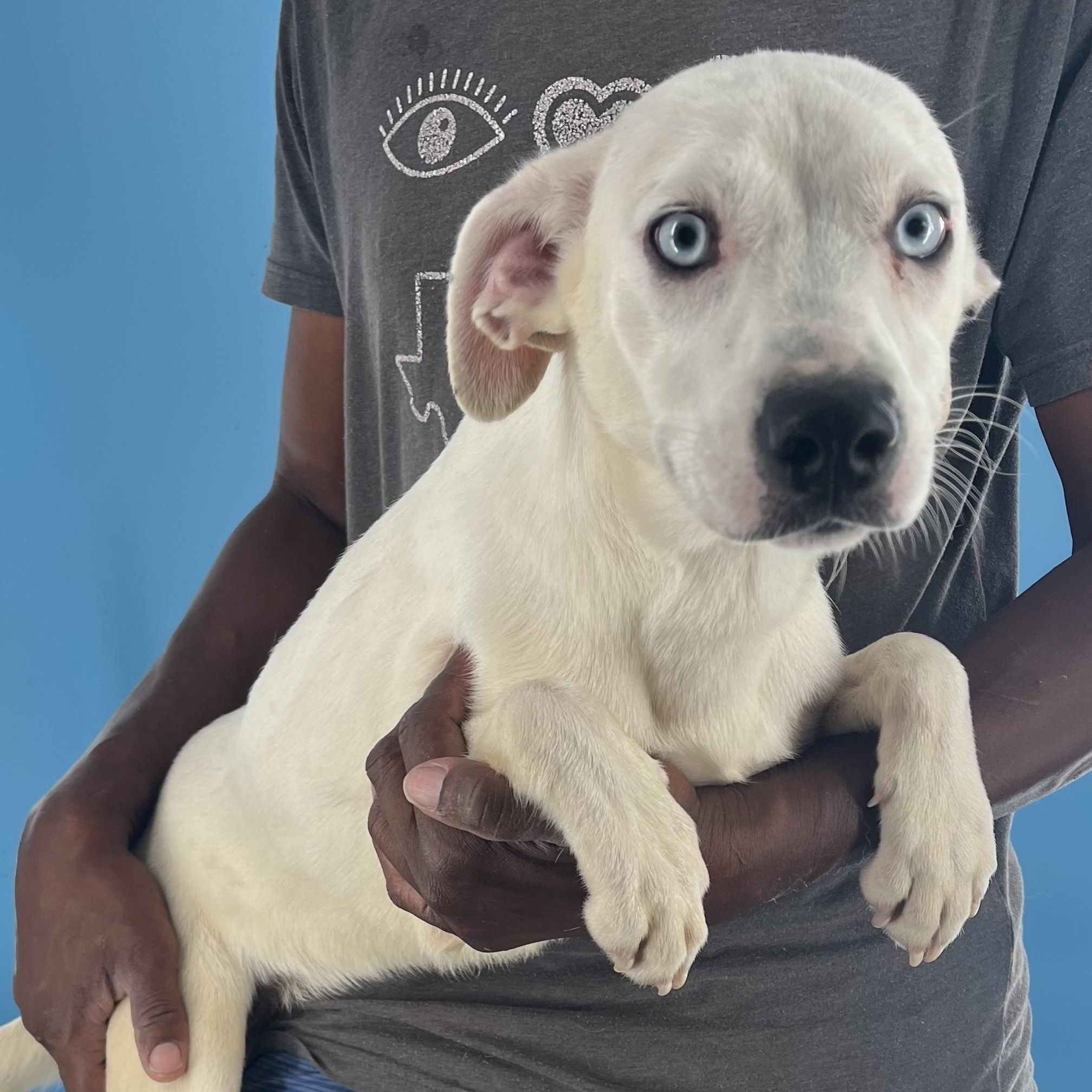 Enlarge Flutter - Local Dec 19-21, a Adoptable mixed breed in Happy Valley , OR image 1/5