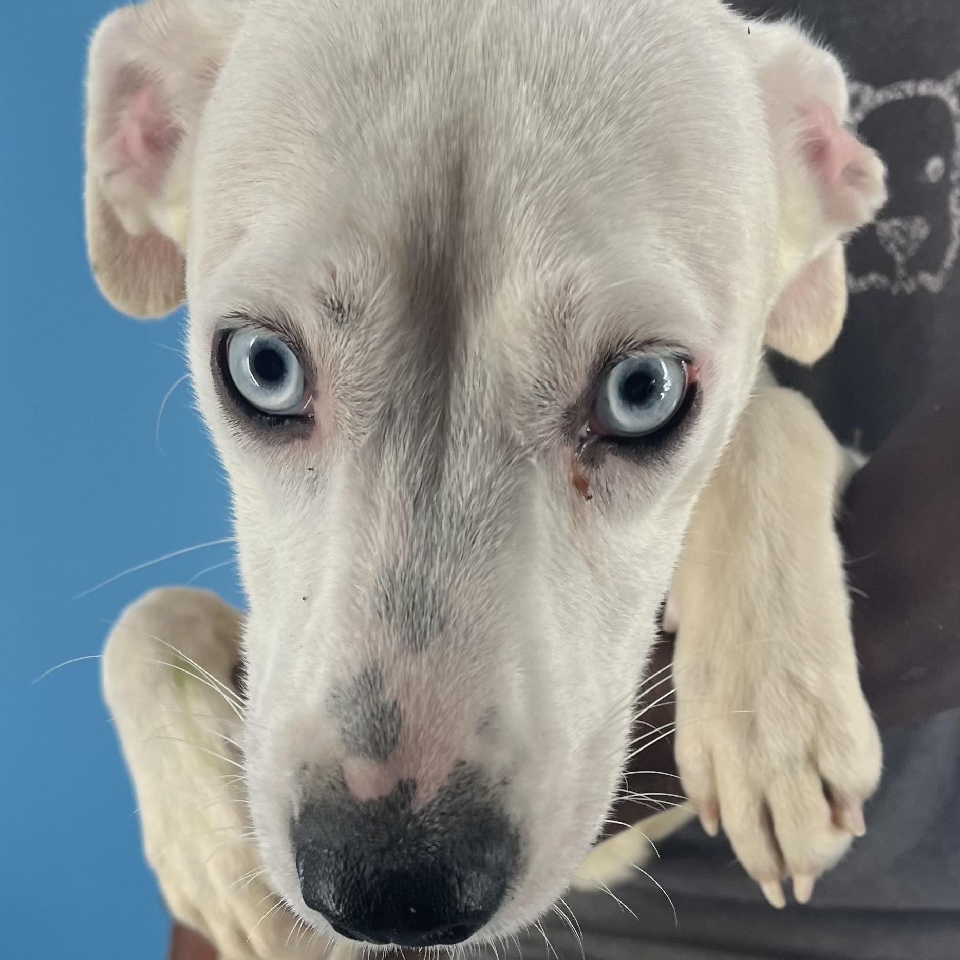 Enlarge Flutter - Local Dec 19-21, a Adoptable mixed breed in Happy Valley , OR image 4/5