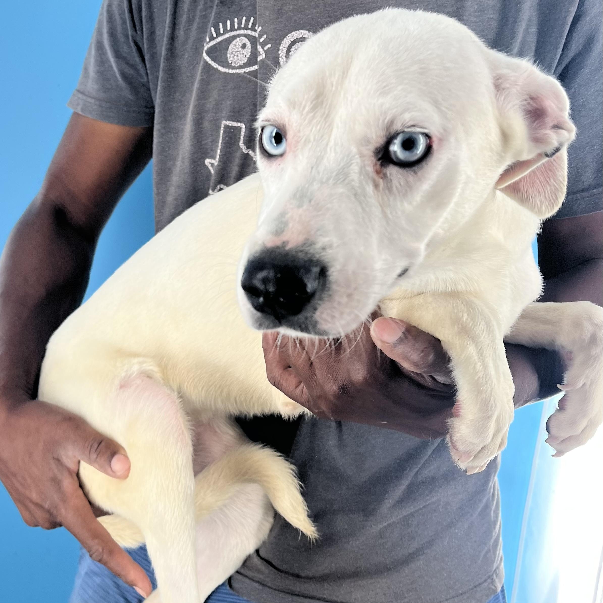 Enlarge Flutter - Local Dec 19-21, a Adoptable mixed breed in Happy Valley , OR image 5/5