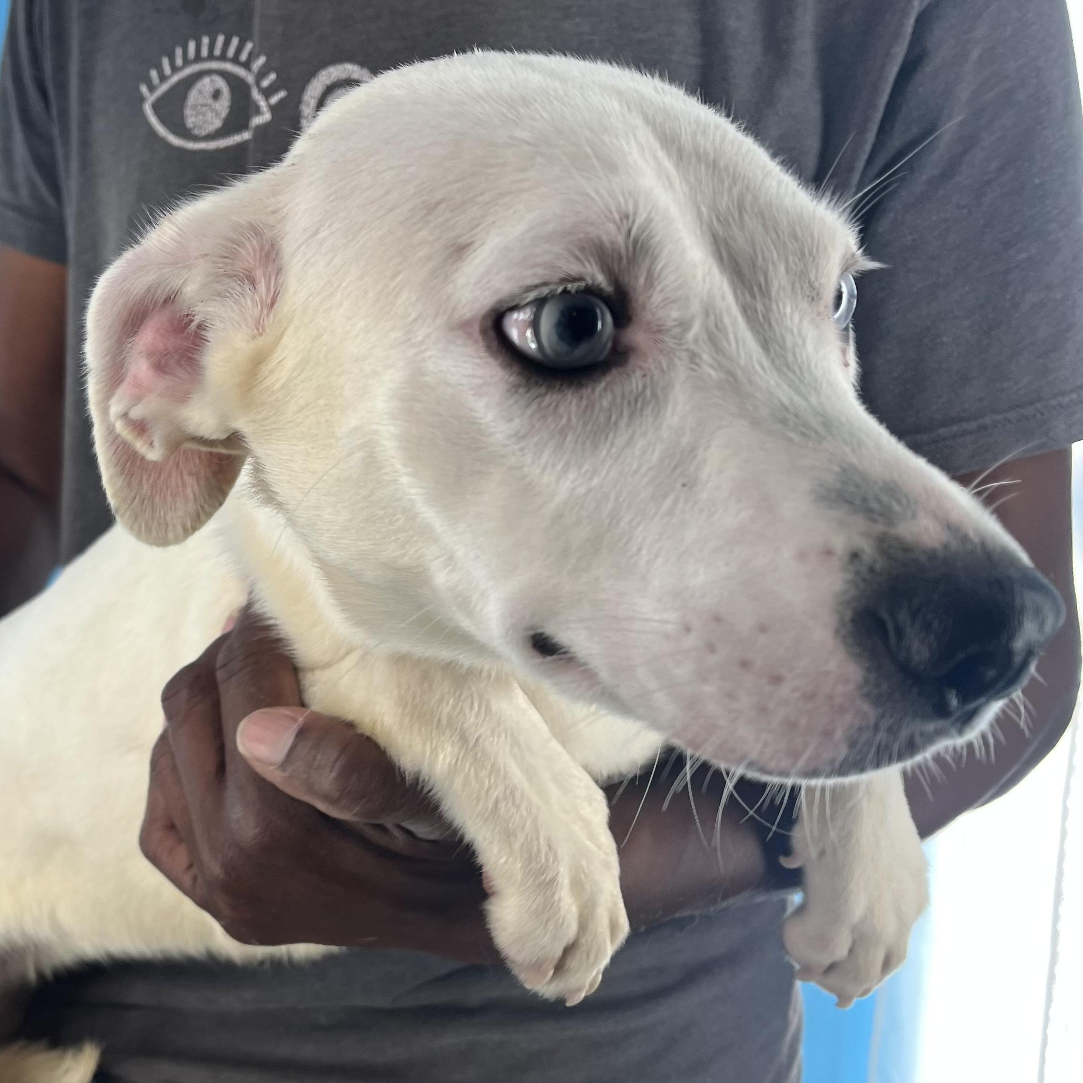 Enlarge Flutter - Local Dec 19-21, a Adoptable mixed breed in Happy Valley , OR image 2/5