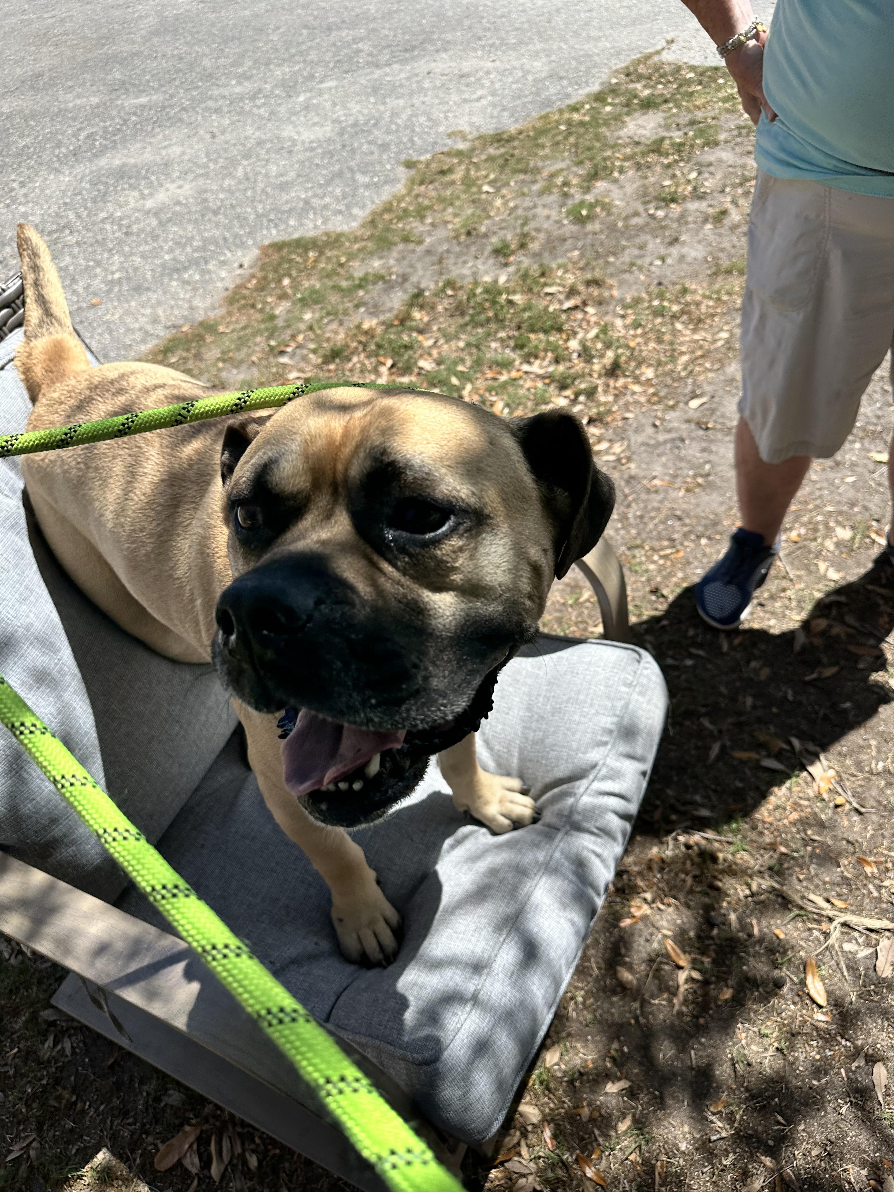 Hurricane, a ADOPTABLE Mixed Breed in Conway, SC image 2/3