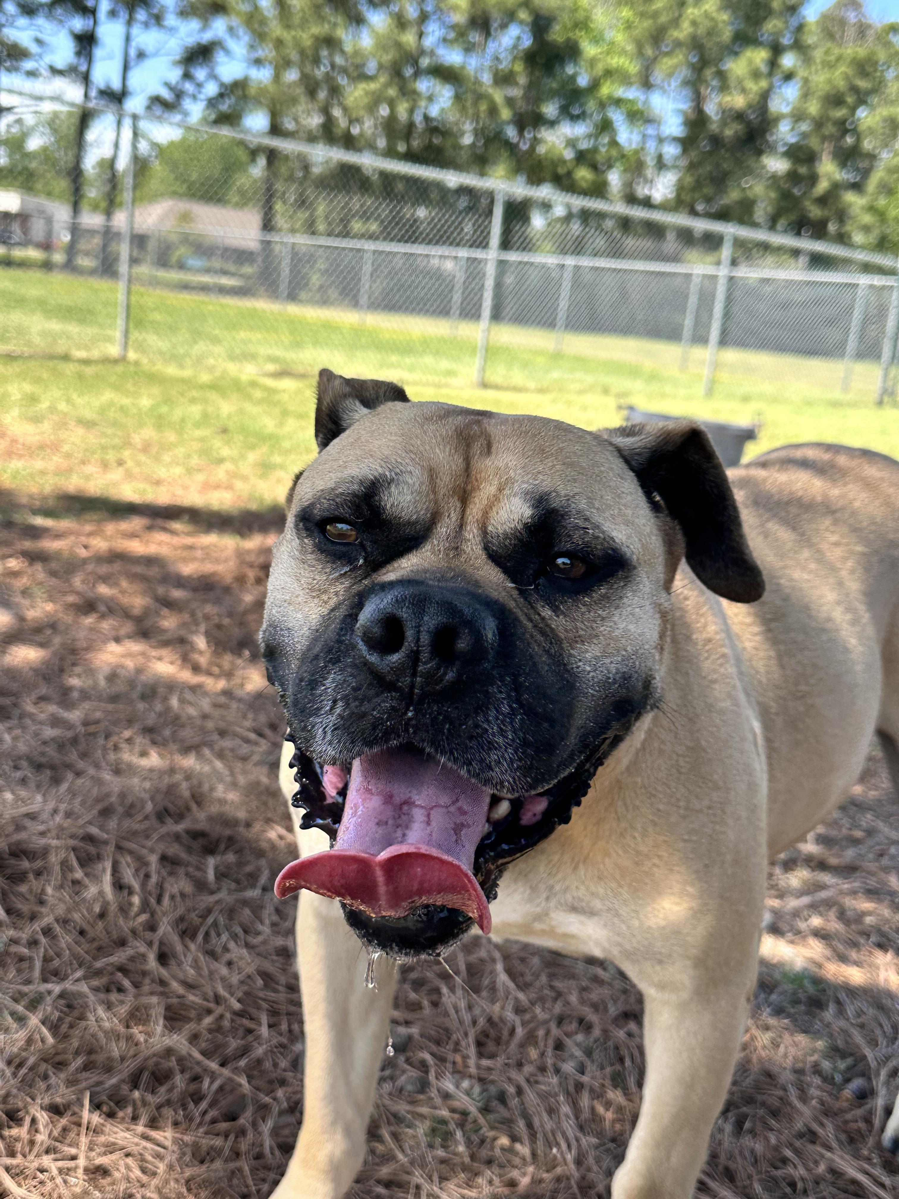 Hurricane, a ADOPTABLE Mixed Breed in Conway, SC image 3/3