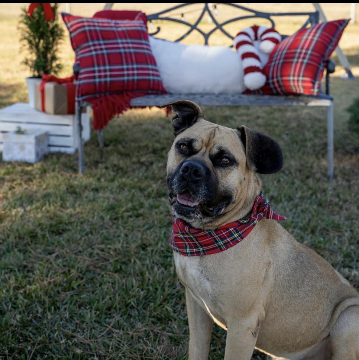 Hurricane, ADOPTABLE, Young Male Mixed Breed.