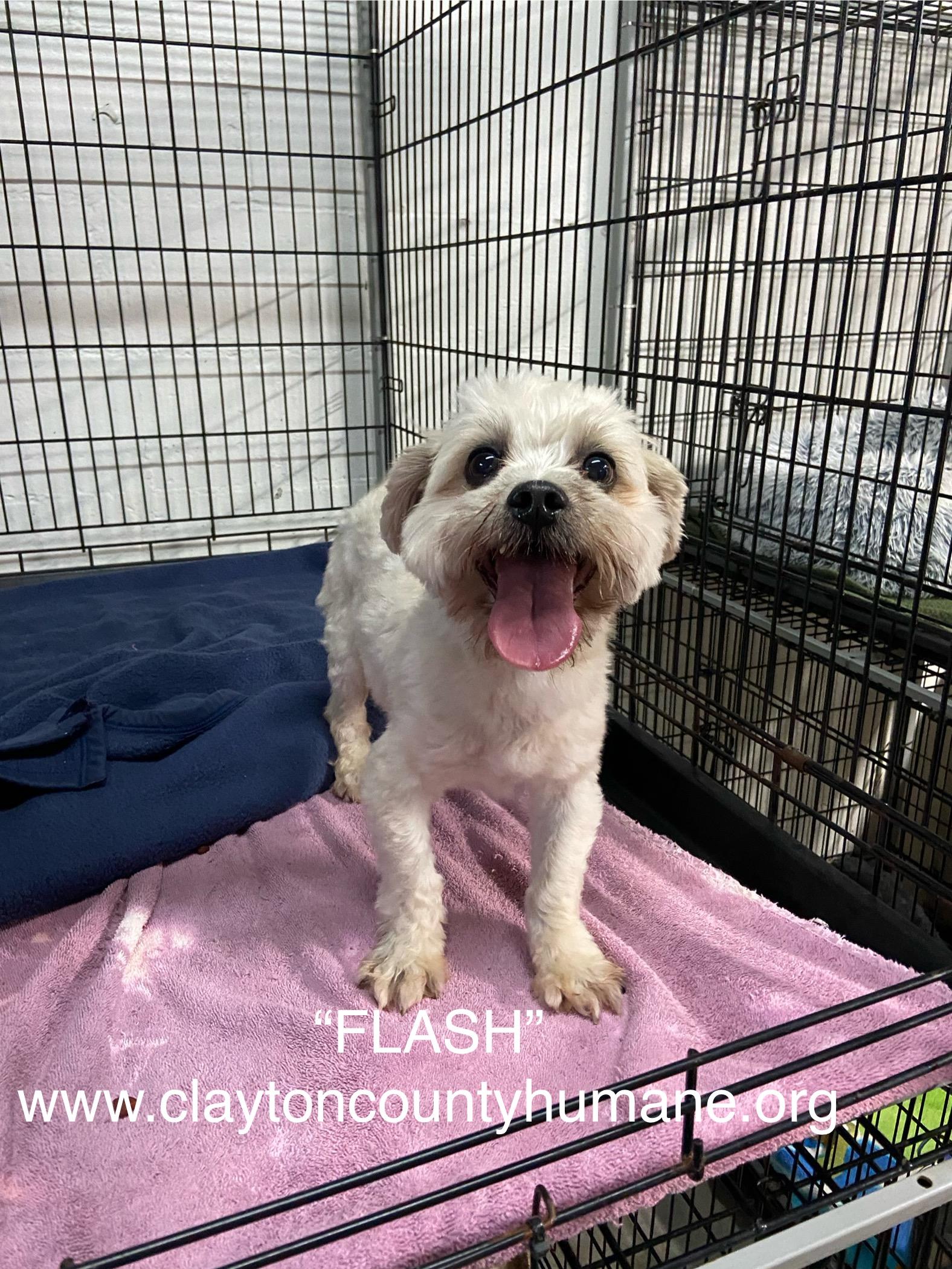 Flash Maltese Dog