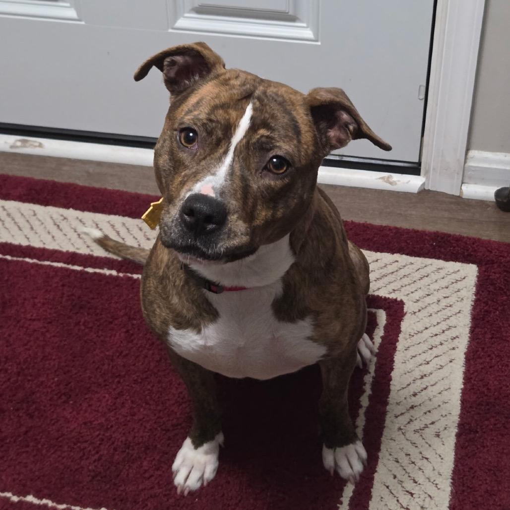 Marigold NC — thumbnail 2