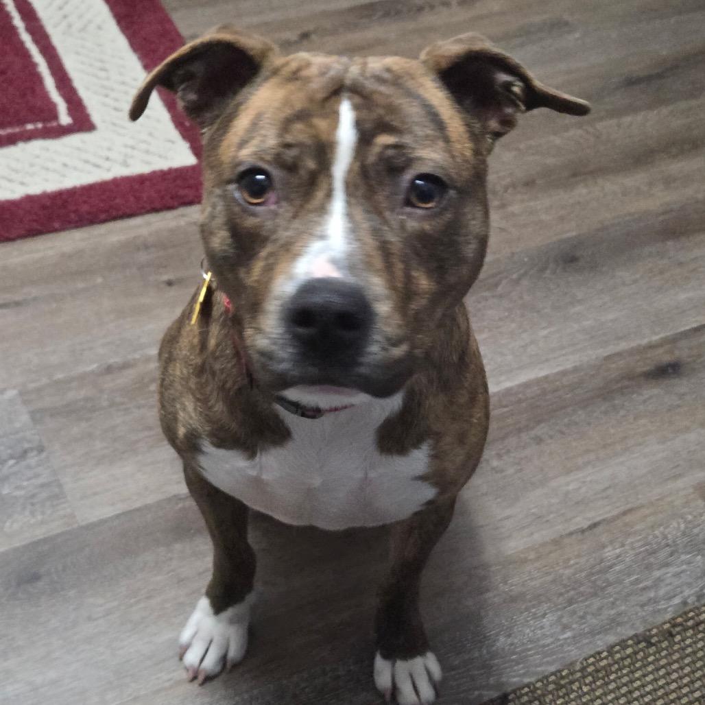 Marigold NC — thumbnail 3