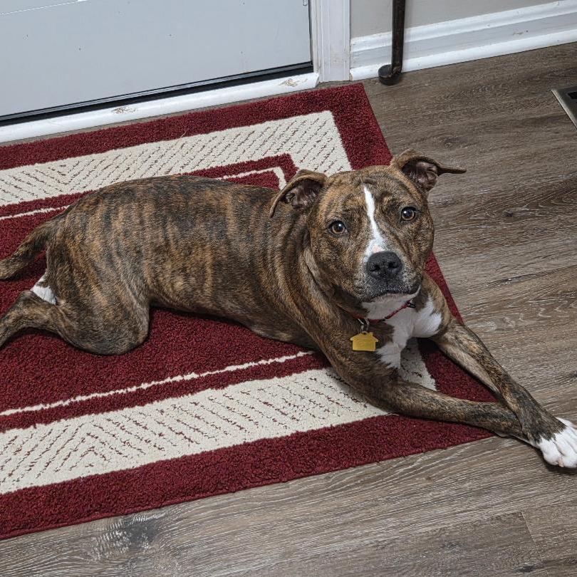 Marigold NC — thumbnail 4