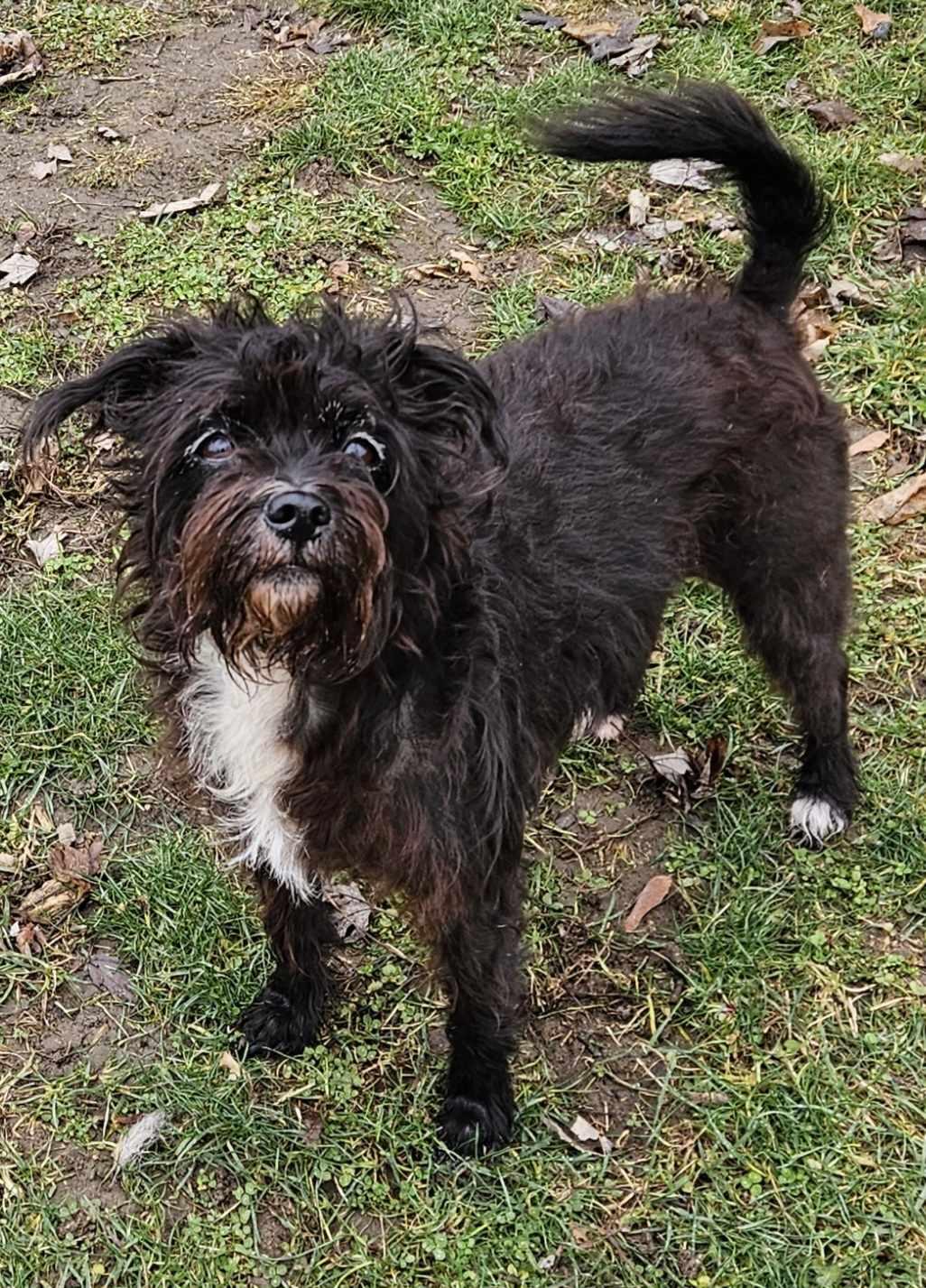 Enlarge Layla, a Adoptable Terrier in Columbus, IN image 1/3