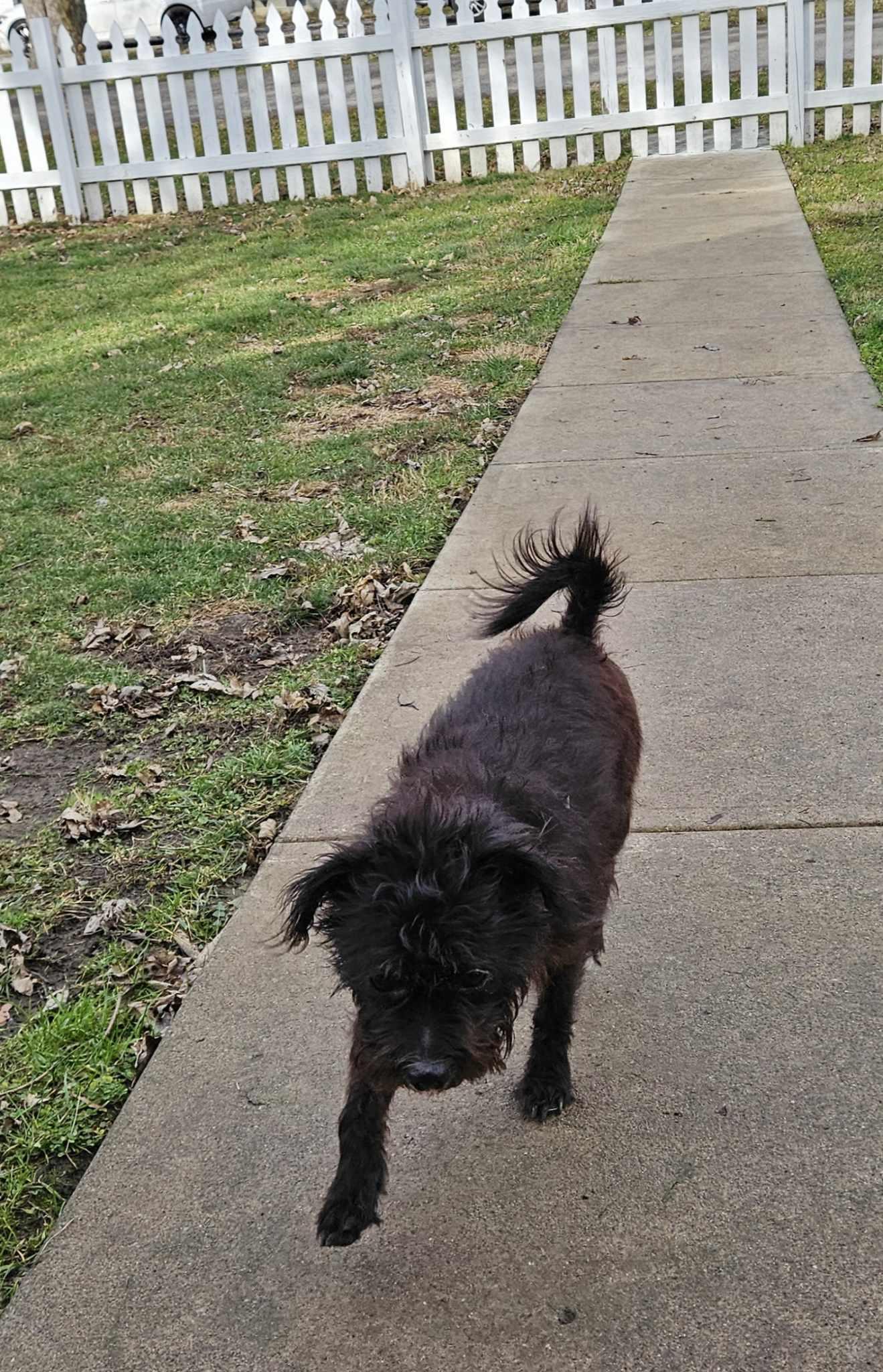 Enlarge Layla, a Adoptable Terrier in Columbus, IN image 2/3