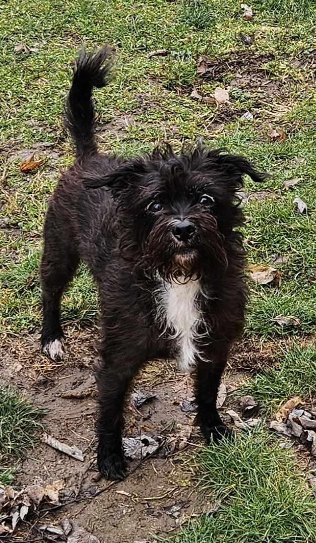 Enlarge Layla, a Adoptable Terrier in Columbus, IN image 3/3