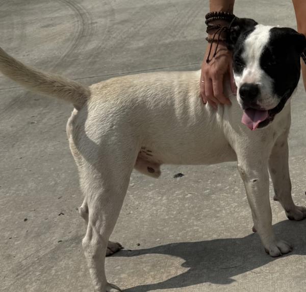 Enlarge Duke, a Adoptable mixed breed in Campbellsville, KY image 1/1
