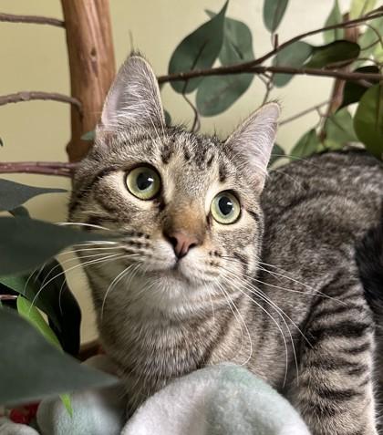 Felix, Adoptable, Young Male Domestic Short Hair & Domestic Short Hair.
