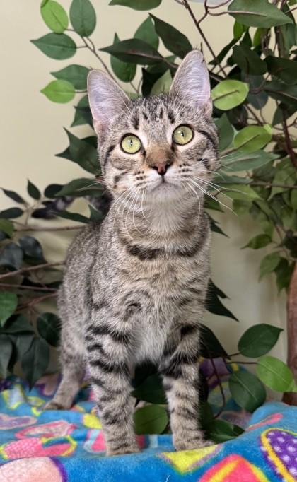 Felix, a Adoptable mixed breed in Hastings, NE image 2/3