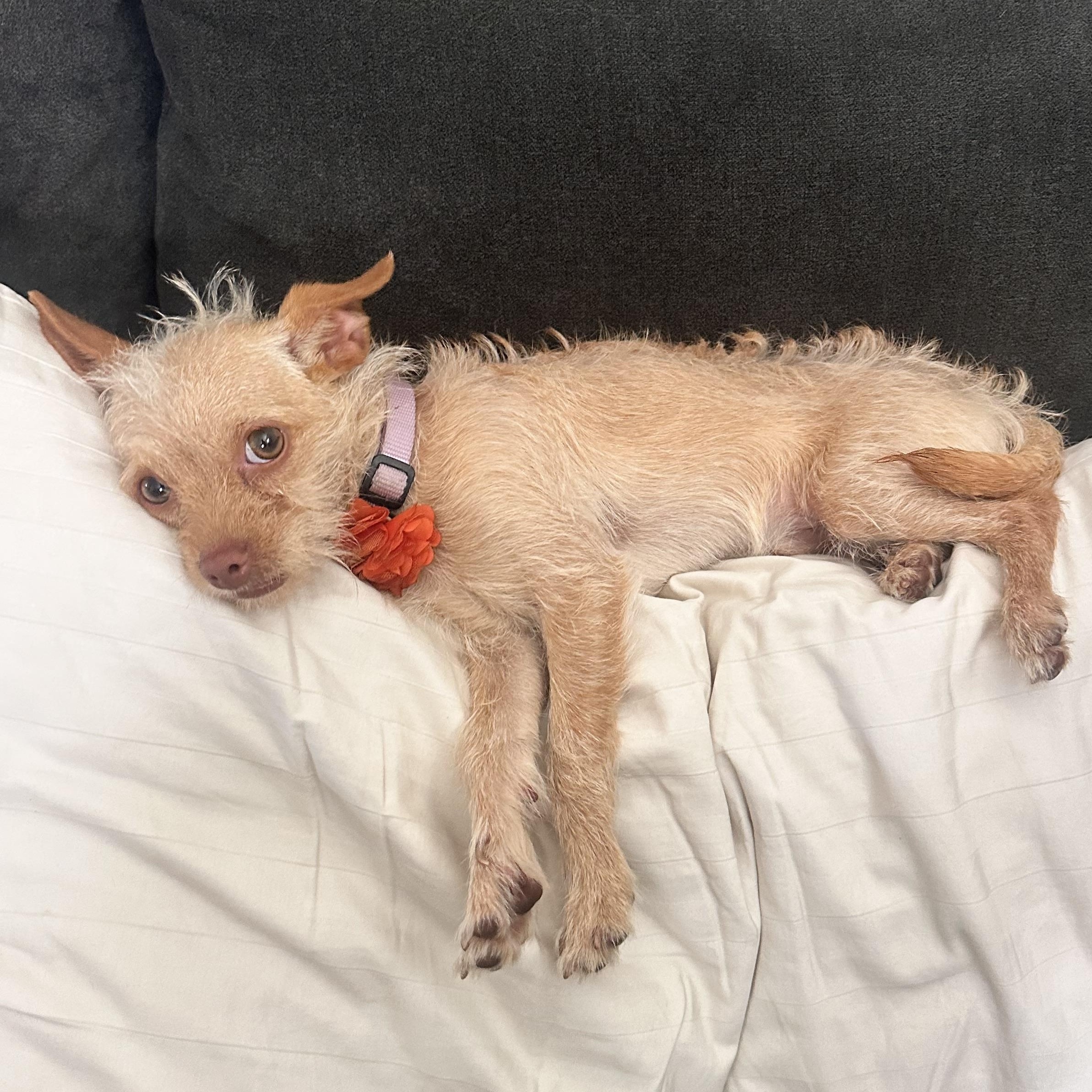 Peanut , a ADOPTABLE mixed breed in Los Angeles, CA image 2/4