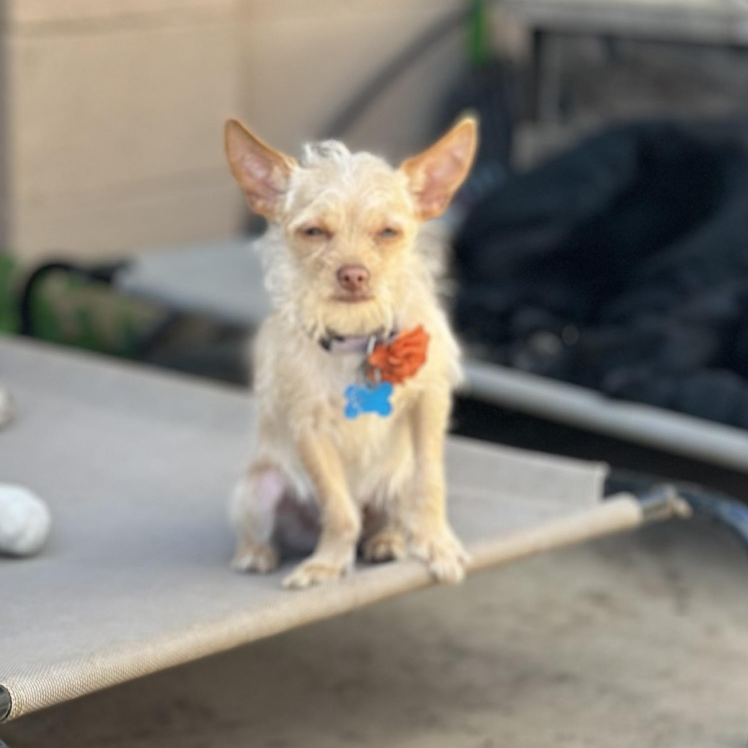 Peanut , ADOPTABLE, Puppy Male Terrier & Chihuahua.