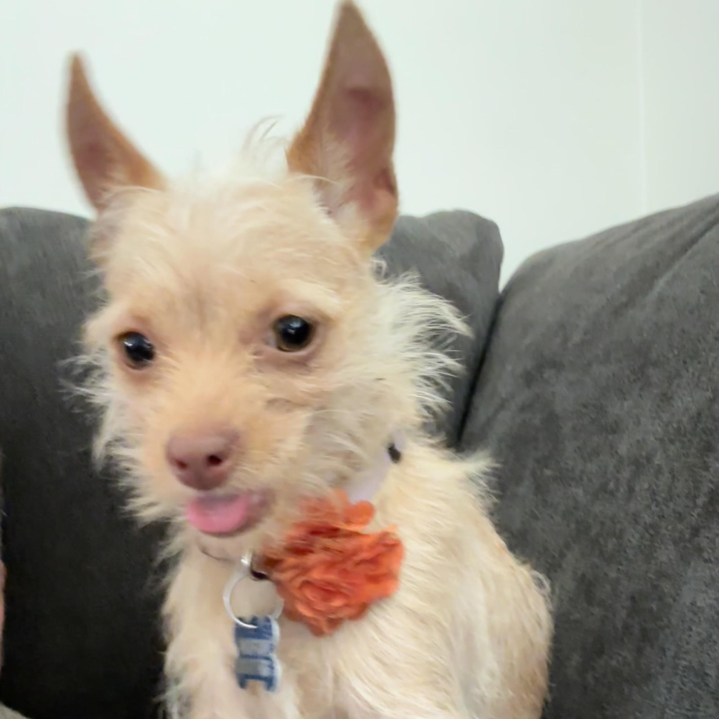 Peanut , a ADOPTABLE mixed breed in Los Angeles, CA image 1/4