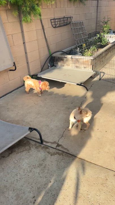 Enlarge Peanut , a ADOPTABLE mixed breed in Los Angeles, CA video 4/4