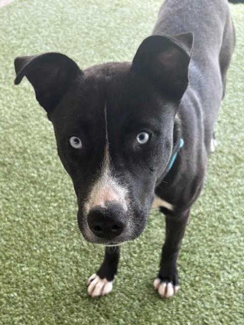 Enlarge Chai, a ADOPTABLE mixed breed in Fayetteville, AR image 3/6