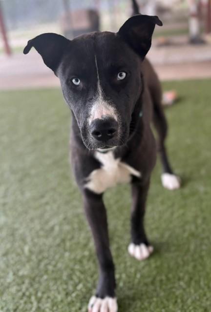 Enlarge Chai, a ADOPTABLE mixed breed in Fayetteville, AR image 6/6