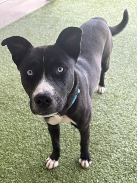 Enlarge Chai, a ADOPTABLE mixed breed in Fayetteville, AR image 4/6