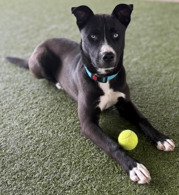 Enlarge Chai, a ADOPTABLE mixed breed in Fayetteville, AR image 5/6