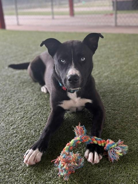 Chai, ADOPTABLE, Adult Female Labrador Retriever & Husky.