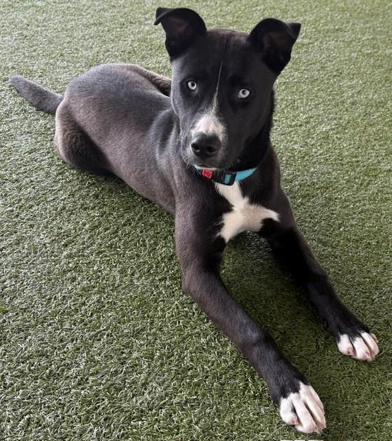 Enlarge Chai, a ADOPTABLE mixed breed in Fayetteville, AR image 2/6