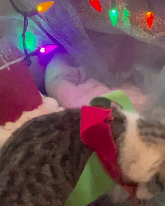 Enlarge Victor, an adopted Domestic Short Hair in Cincinnati, OH video 6/6