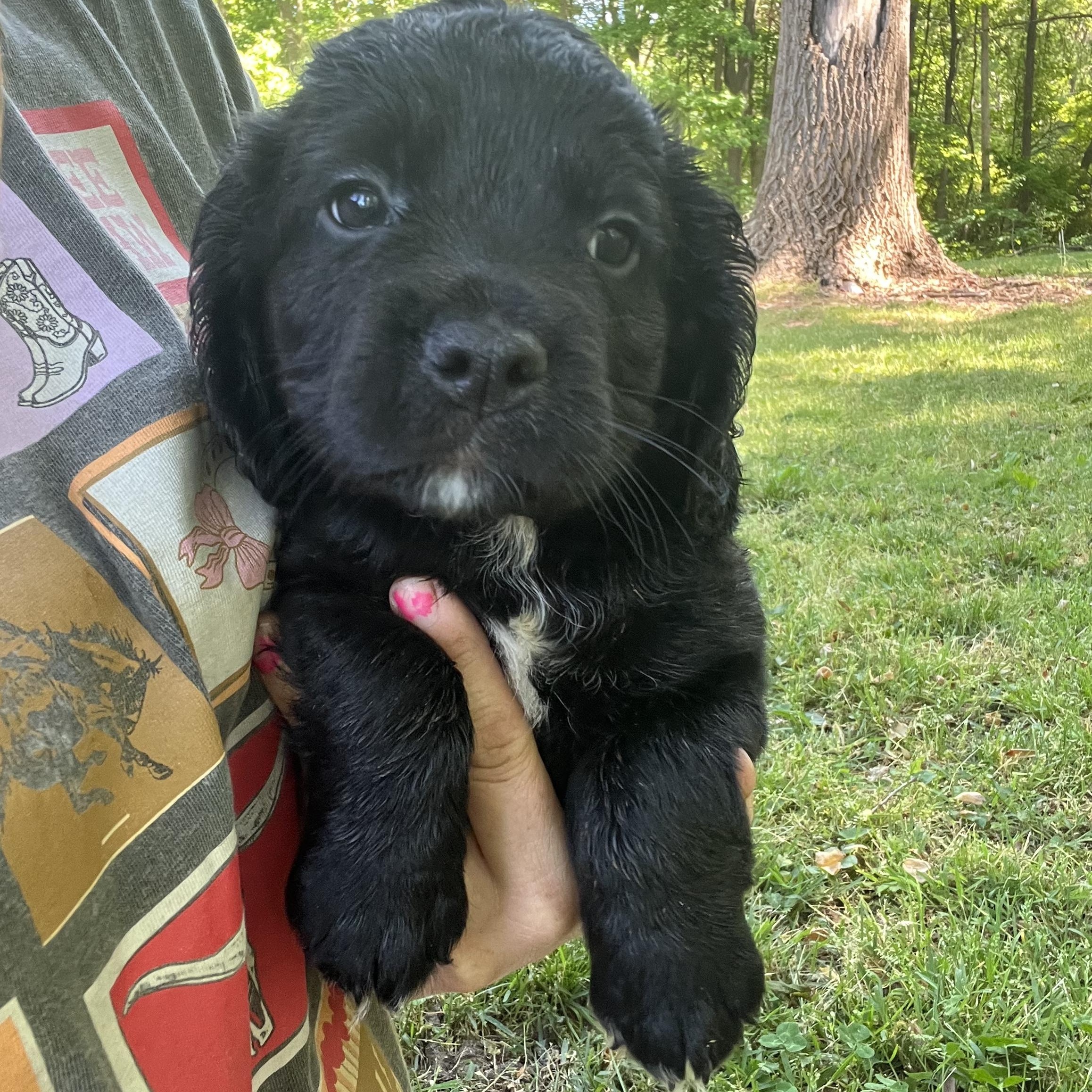 Oak, adopted, Puppy Male Cocker Spaniel.