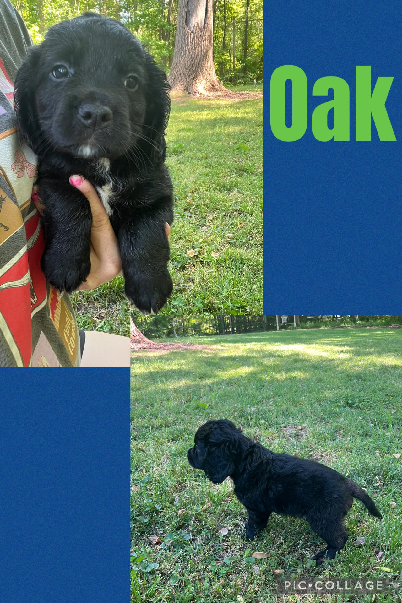 Enlarge Oak, an adopted mixed breed in Rock Hill, SC image 5/5