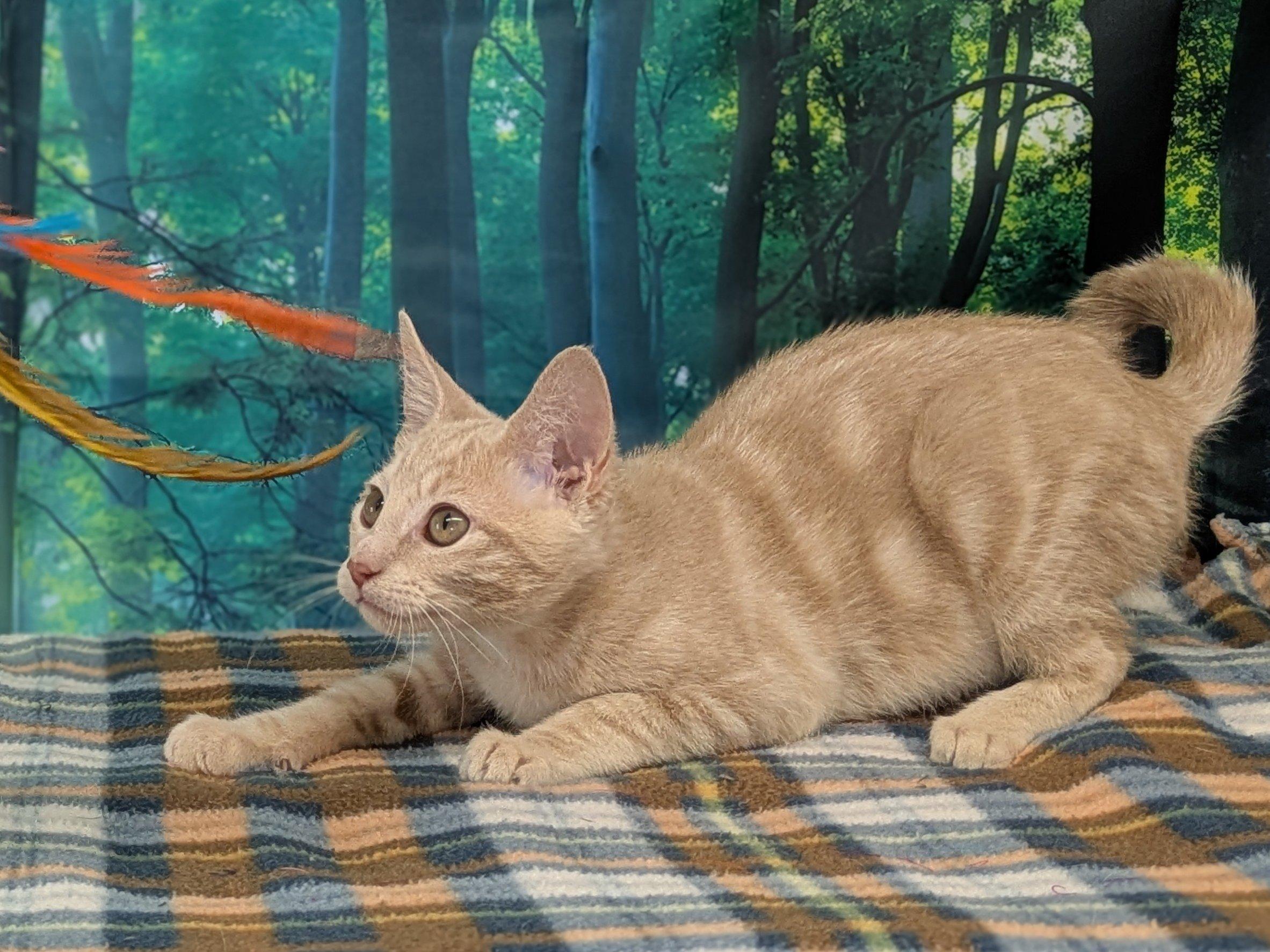 Enlarge Ghirardelli, a Adoptable mixed breed in Republic, WA image 5/6