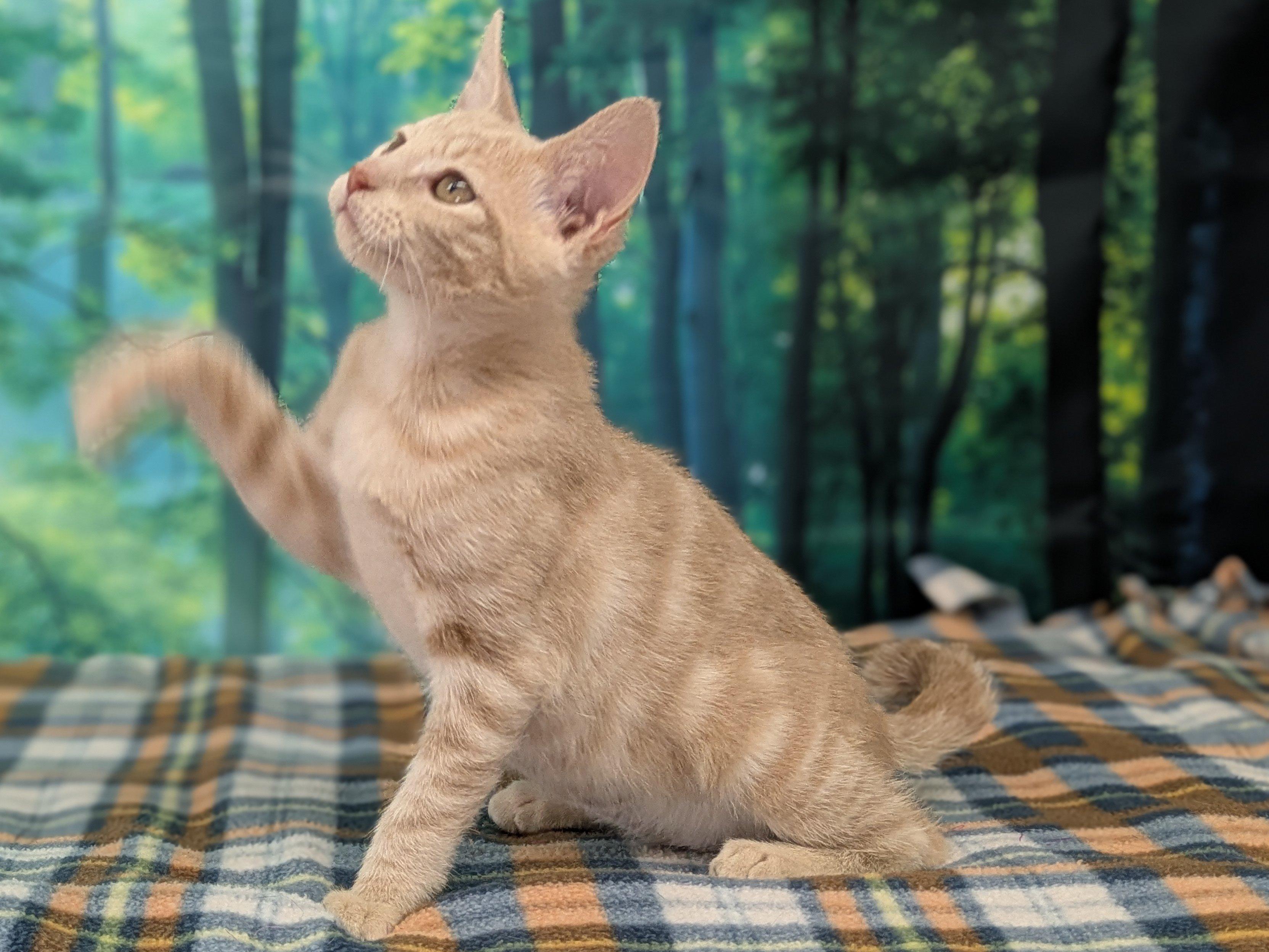 Enlarge Ghirardelli, a Adoptable mixed breed in Republic, WA image 4/6