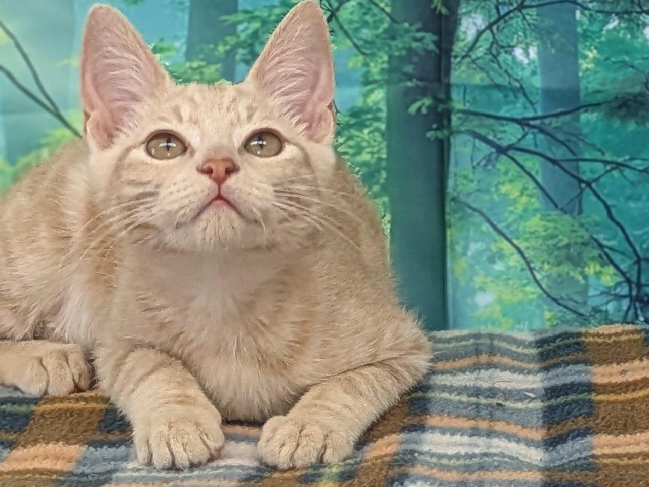 Ghirardelli, Adoptable, Kitten Female Tabby & Domestic Short Hair.