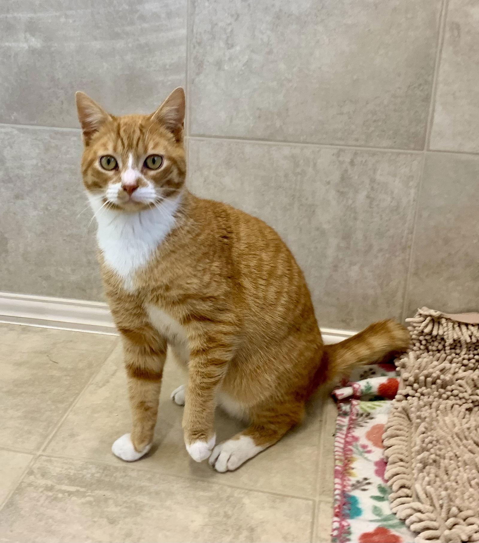 Timmy, Adopted, Young Male Domestic Short Hair & Tabby.