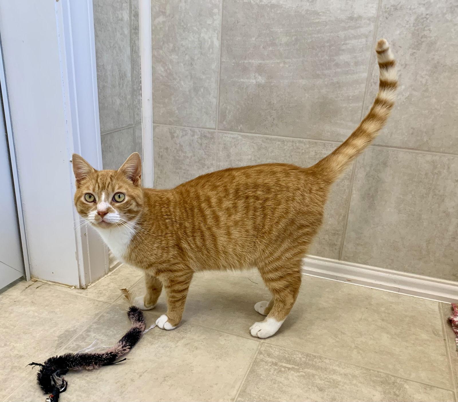 Enlarge Timmy, a Adopted mixed breed in Mc Cormick, SC image 2/3