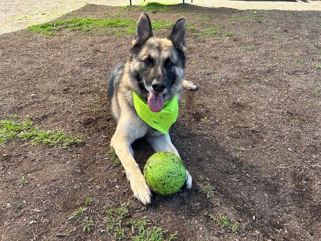 RICO, Adoptable, Adult Male German Shepherd Dog.
