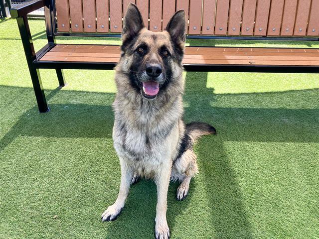 Enlarge RICO, a Adoptable German Shepherd Dog in Tustin, CA image 1/1
