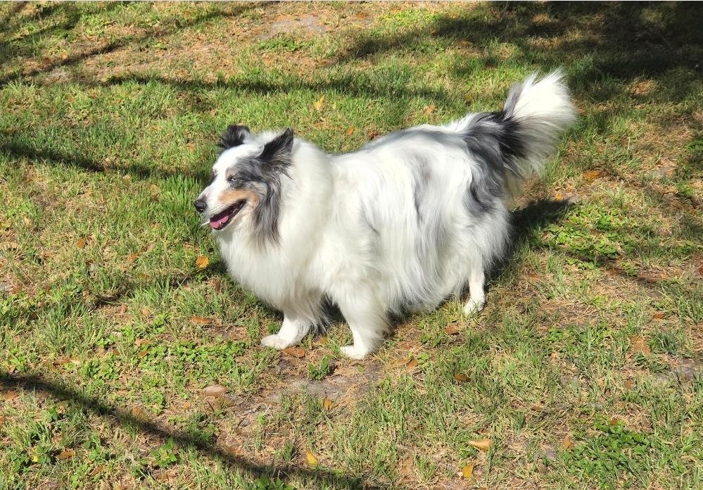 Spirit, Adoptable, Senior Female Shetland Sheepdog / Sheltie.